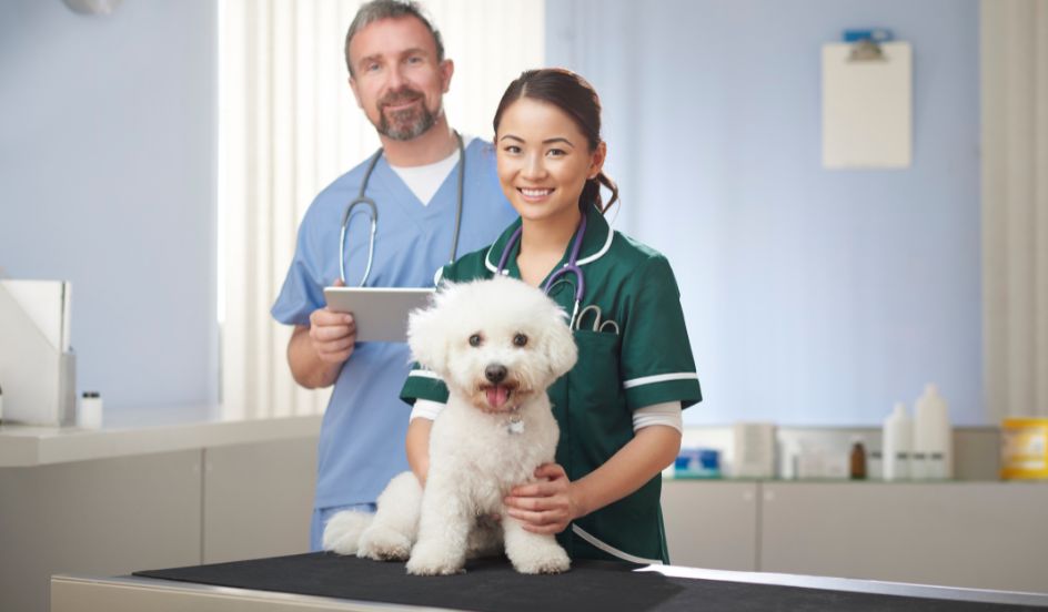 vet assistant and veterinarian with white dog on table