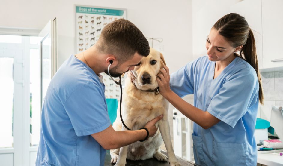 veterinarian looking at dog with vet assistant